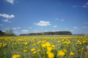 Fototapeta premium Dandelion field in the spring