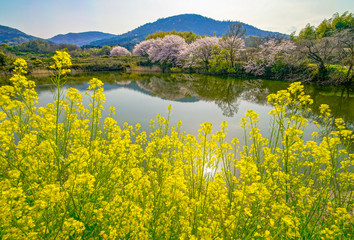 Japanese spring landscape with sakura tree