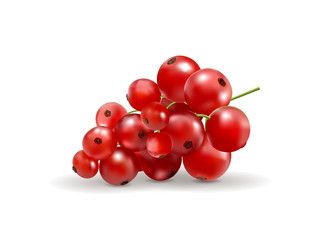 Ripe delicious red currant white background. Vector realistic, 3d illustraton