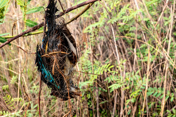 Dead body of a wild bird stuck to the branches in overgrown field of pricky weed wood with green leaves at a national park.