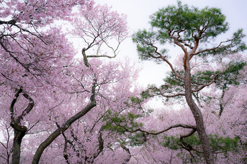 cherry tree and pine tree