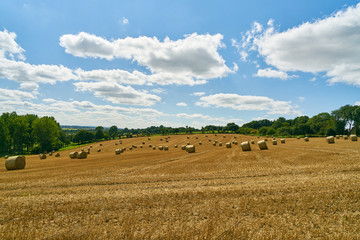 Fototapeta na wymiar Feld mit Weizen und Heuballen im Sommer