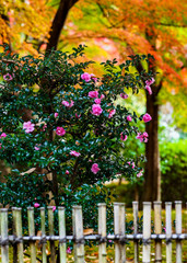 pink flowers in temple garden