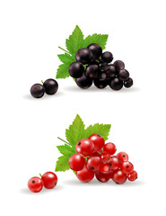 Isolated currant set. Black and red currant. Vector realistic, 3d illustraton