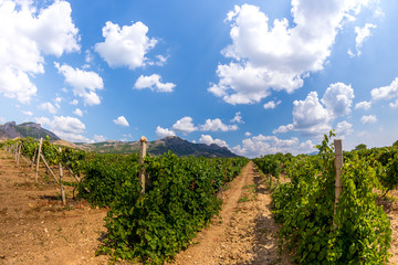 Fototapeta na wymiar Vineyard