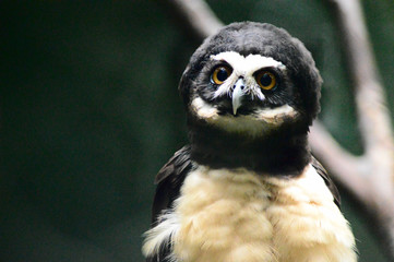 Portrait of spectacled owl, closeup