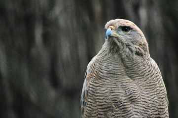 Bird of prey checking the horizon