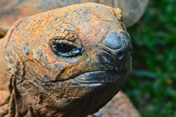 Fototapeta premium Turtle sunbathing on a lawn
