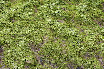 wild grass (seaweed ?) in brittany (france)