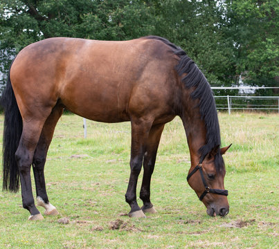 Portrait Fotografie von einem Pferd beim Grasen auf der Weide