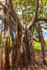 Italy, Capri, park with large trees and large roots