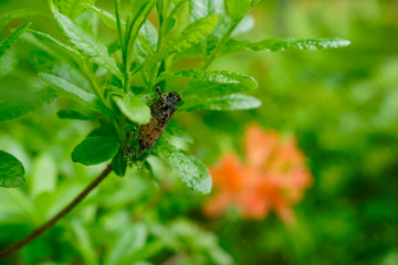 cicada on flower