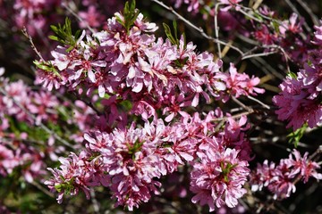 Beautiful tiny pink flowers on a blossoming tree in the dendrological garden in Prague