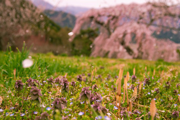 spring flower falling on the grand