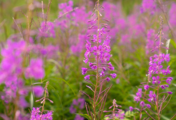 Fototapeta premium purple wild flowers in the garden