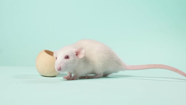 small white laboratory rat, on a blue background