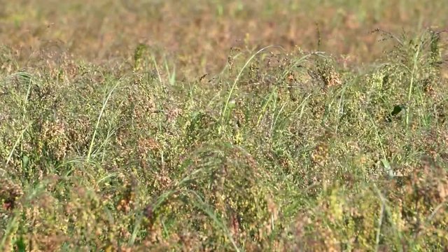  Fields sown with millet. Panicum miliaceum, background        