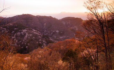 sunset in sakura mountains