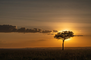 Fototapeta na wymiar silhouette of tree in the African sunset
