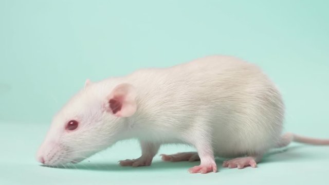 small white laboratory rat, on a blue background