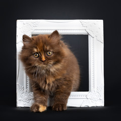 Cute brown tortie British Longhair cat kitten, standing through white photo frame. Looking at camera with head tilt and developping orange eyes. Isolated on black background.
