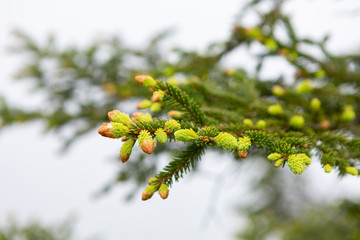 close up of young lush green sprouts of conifer with a blurred backhground