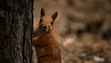 squirrel stands near a tree and looks around
