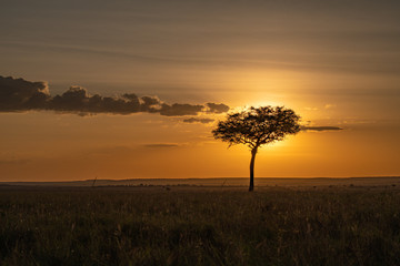 Fototapeta na wymiar single tree in the sunset in the Masai Mara