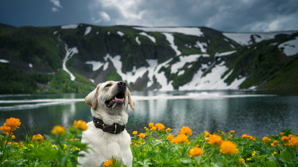  white labrador stands in frying colors against the backdrop of a blue lake and mountains