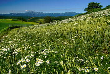 green field of wild flowers