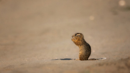 gopher stands in the sand and eats something