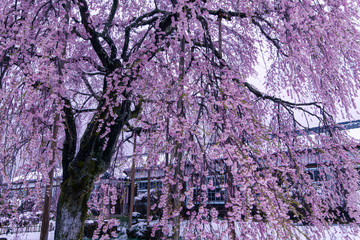 cherry blossom in a old school