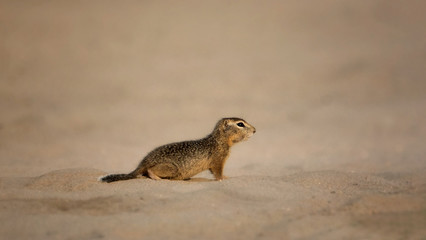 gopher crawls on the sand in the heat