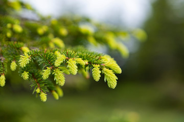 close up of young lush green sprouts of conifer with a blurred backhground