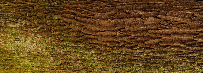 Embossed texture of the bark of oak. Panoramic photo of the oak texture.