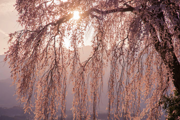 waterfall of cherry blossom 