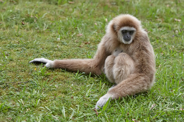 White handed lar gibbon in the zoo