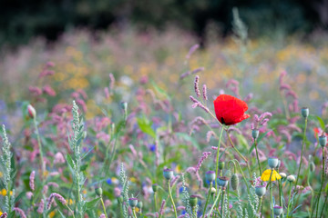 Colourful wild flowers including poppies, photographed during summer 2019 in Gunnersbury Park, West London UK. 