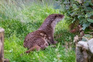 The Eurasian otter (Lutra lutra)