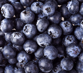 blueberry fresh on white background