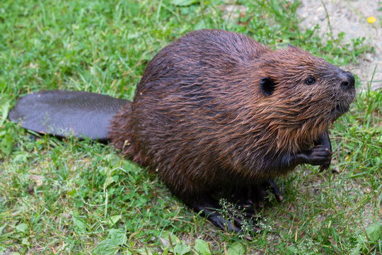 The beaver (genus Castor)