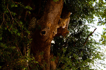 Fototapeta na wymiar Loepard in tree