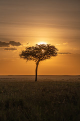 Fototapeta na wymiar silhouette of tree at sunset in Masai Mara