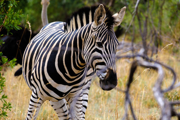 Zebra up close - 282627593