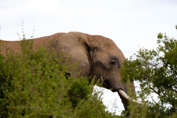 Elephant up close - 282627943