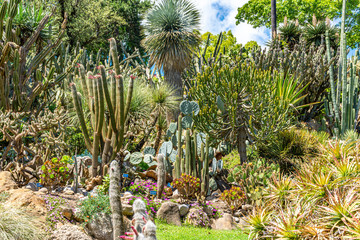 Fototapeta na wymiar Italy, Naples, botanical garden, floral landscape with flowers and succulents