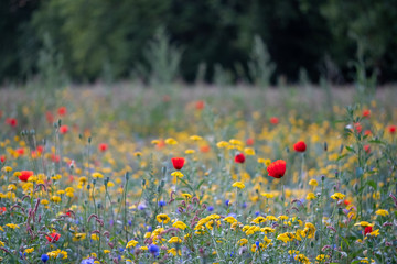 Colourful wild flowers including poppies, photographed during summer 2019 in Gunnersbury Park, West...