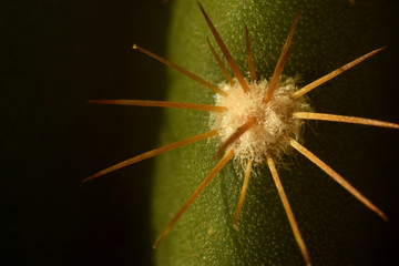 Spine di cactus