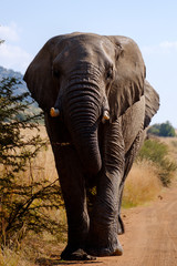 Elephant up close - 282628170