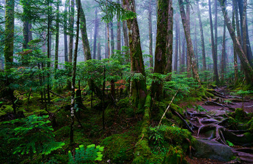 quiet foggy forest in the morning